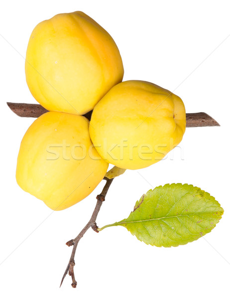 Ripe Quince With Leaf Stock photo © Cipariss