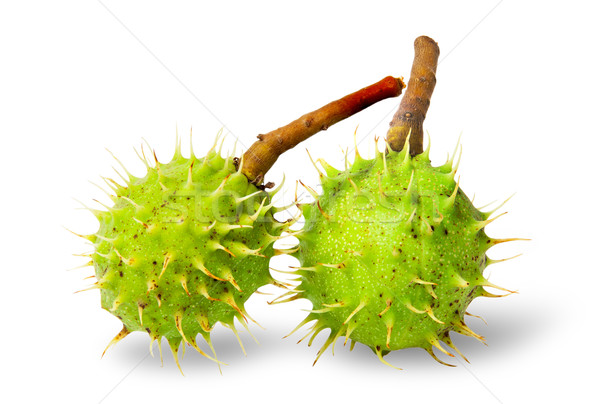 Two green chestnuts in the rind Stock photo © Cipariss