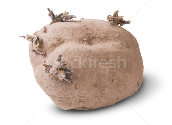 Dirty Sprouting Potatoes Stock photo © Cipariss