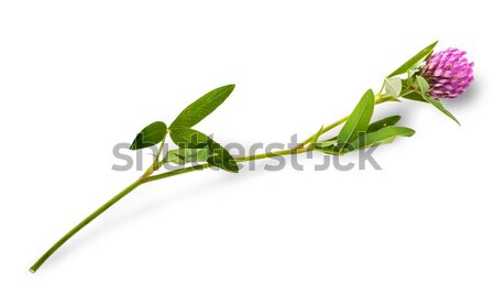 Clover flower with leaves on a long stalk Stock photo © Cipariss