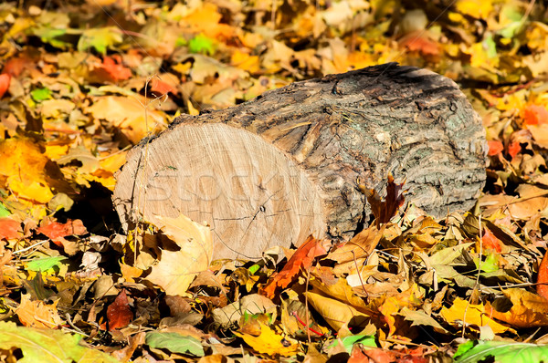 Oak logs on fallen colorful autumn leaves Stock photo © Cipariss