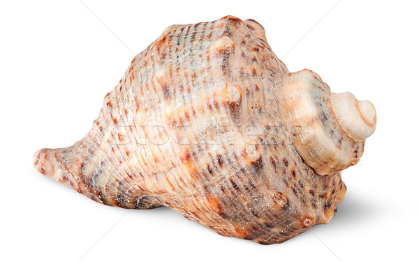 Seashell rapana side view Stock photo © Cipariss