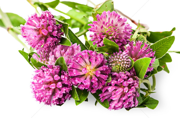 Closeup bouquet of clover flowers with green leaves Stock photo © Cipariss