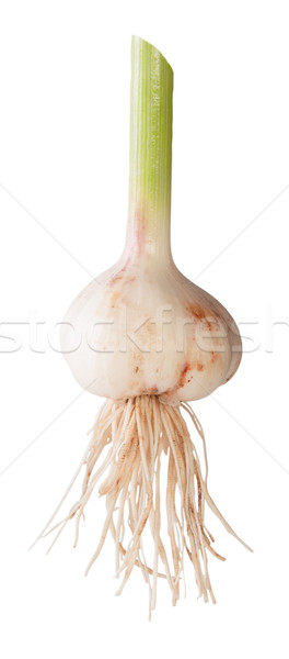 Young Garlic With Long Stalk Stock photo © Cipariss