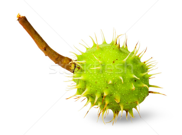 Green chestnut in the rind Stock photo © Cipariss