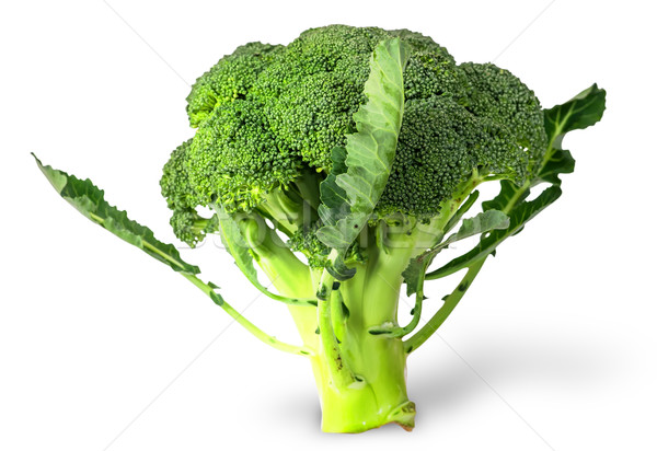 Groot vers broccoli bladeren geïsoleerd witte Stockfoto © Cipariss