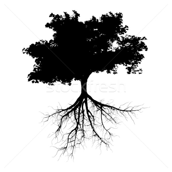 Schwarz Baum Wurzeln isoliert weiß Holz Stock foto © cla78