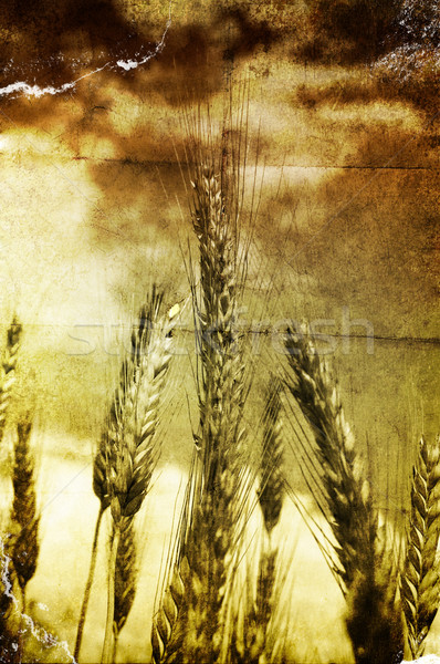 Grunge gabona citromsárga mező farm búza Stock fotó © cla78