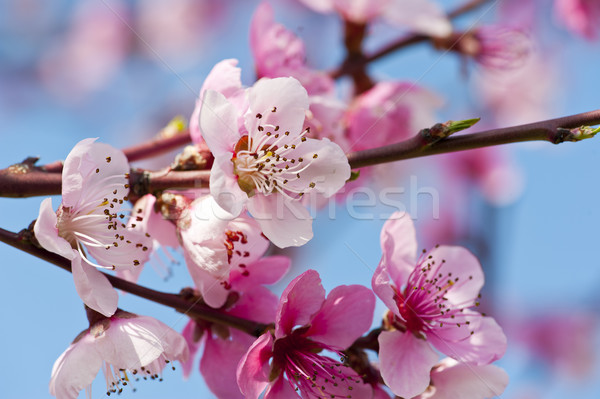 Peach fleurs belle rose jardin [[stock_photo]] © cla78