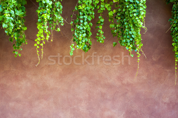 Klimop muur plant Rood textuur boom Stockfoto © cla78