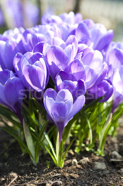 Krokus paars bloemen voorjaar tijd Pasen Stockfoto © cla78