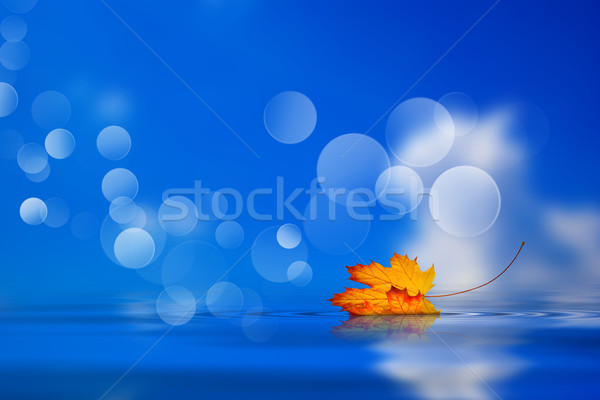 Leaf fallen on the water Stock photo © cla78
