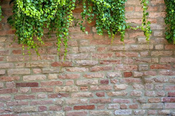 Hera parede planta parede de tijolos textura árvore Foto stock © cla78