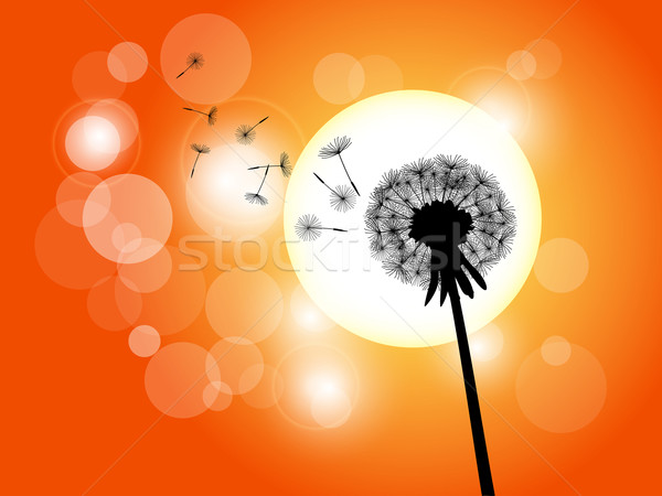 Stock photo: Dandelion