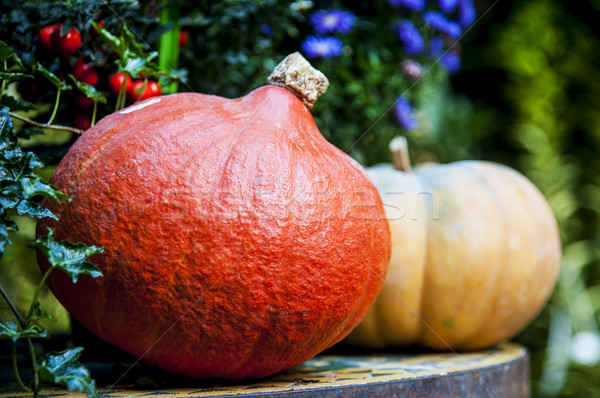 Kürbisse rot gelb Garten Obst Bauernhof Stock foto © cla78