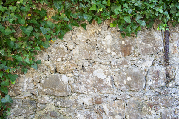 Iederă zid de piatra plantă textură perete abstract Imagine de stoc © cla78