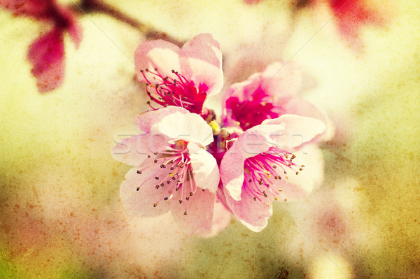 Stockfoto: Grunge · perzik · bloemen · roze · tuin