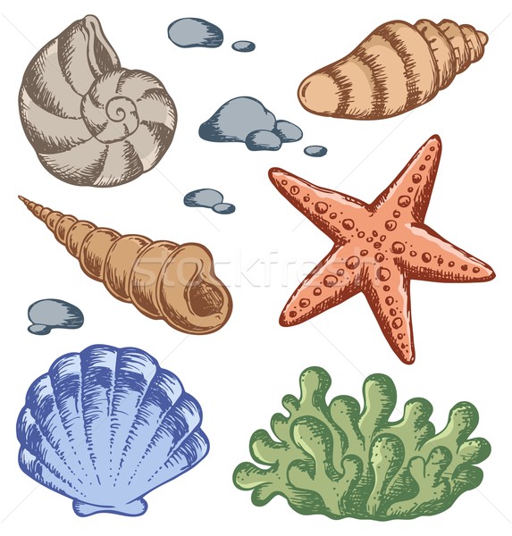 Sea shells drawings 1 Stock photo © clairev