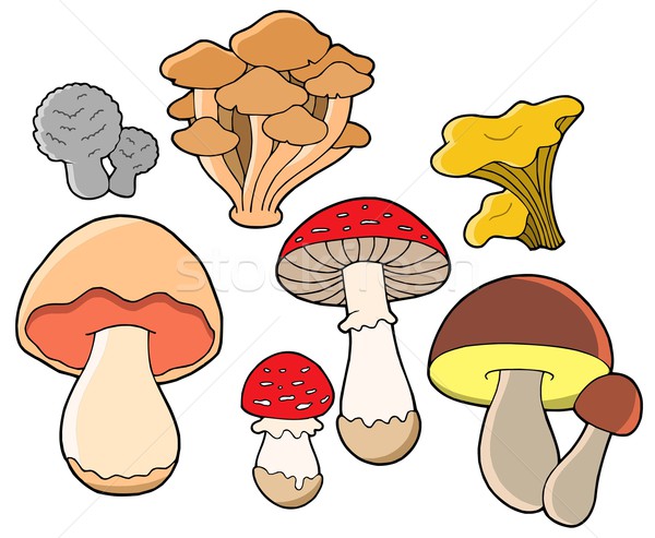 Various fungi collection Stock photo © clairev