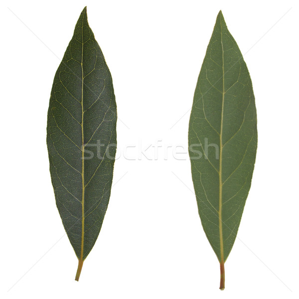 Laurel Bay tree leaf isolated Stock photo © claudiodivizia