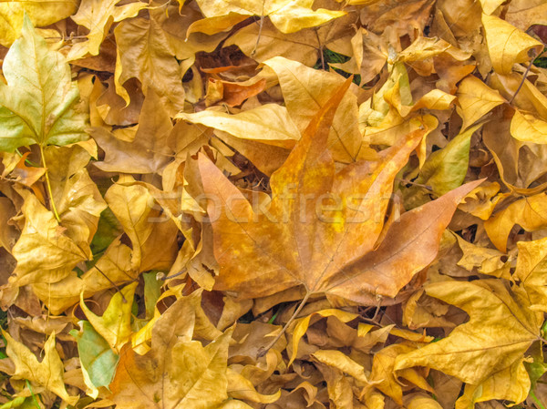 Falling leaves Stock photo © claudiodivizia