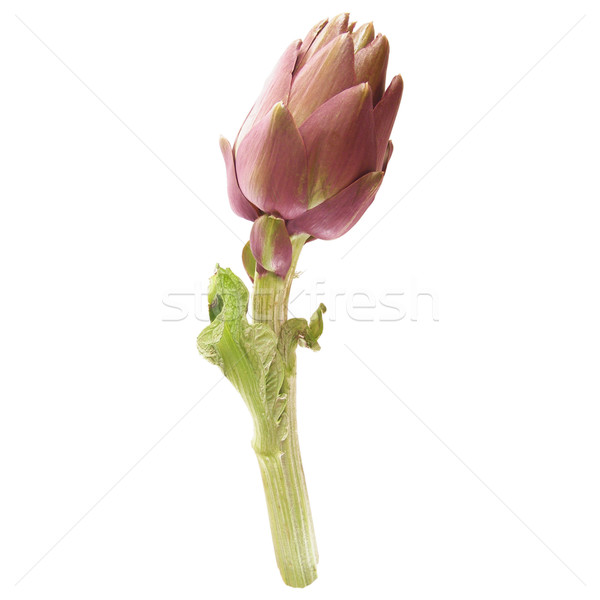 Artichoke isolated Stock photo © claudiodivizia