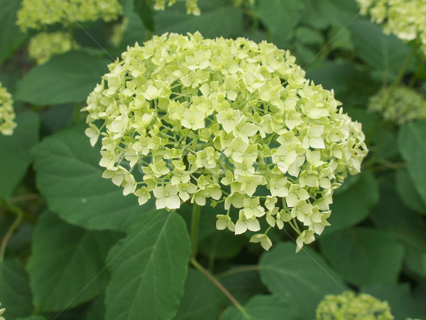 Hortensia flower Stock photo © claudiodivizia