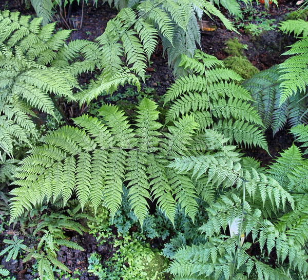 Ferns Stock photo © claudiodivizia