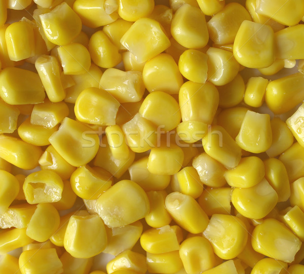 Maize corn Stock photo © claudiodivizia