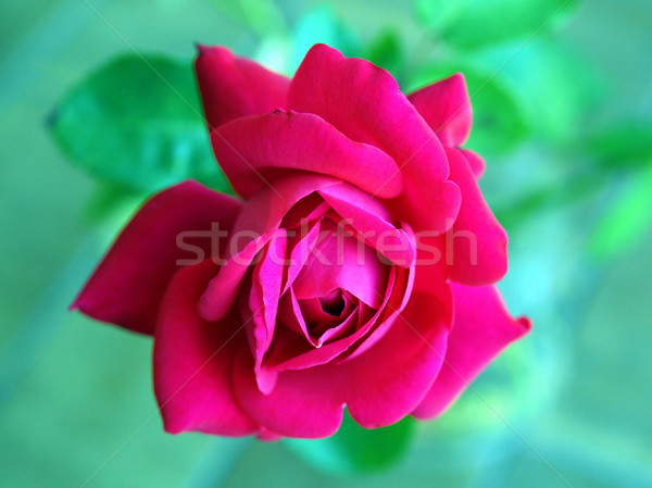 Rosa perenne fiore arbusto vite albero Foto d'archivio © claudiodivizia