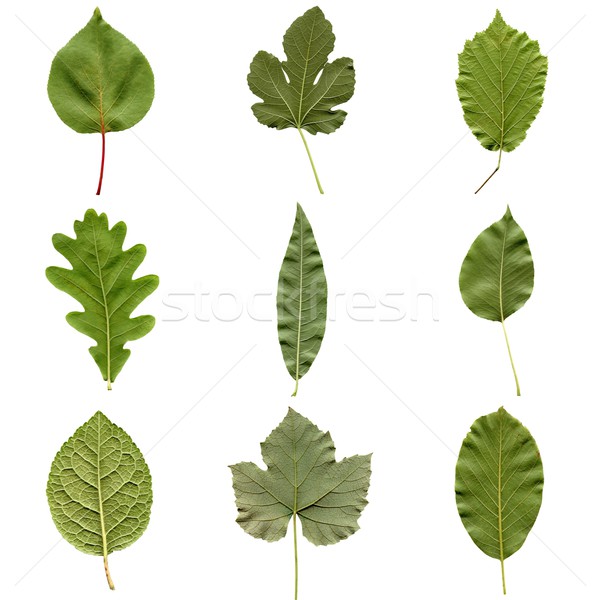 Leaves collage Stock photo © claudiodivizia