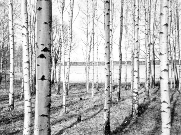 Stock photo: Birch trees