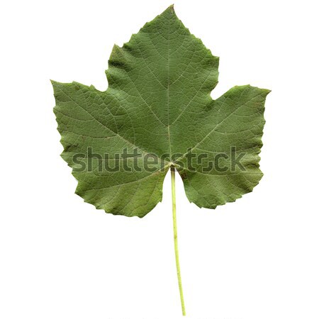 Ivy leaf Stock photo © claudiodivizia