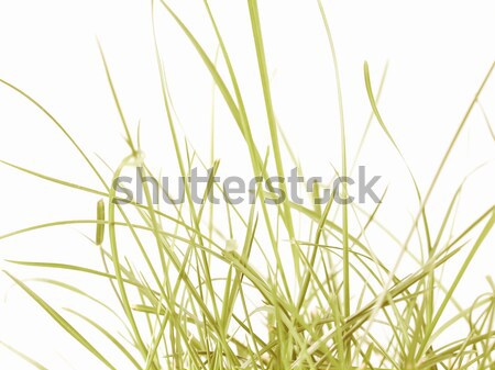 Green grass meadow Stock photo © claudiodivizia