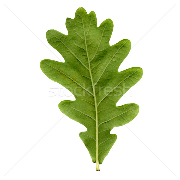 Oak leaf Stock photo © claudiodivizia