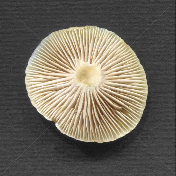 Mushroom Stock photo © claudiodivizia