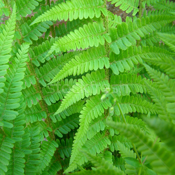 Páfrány levelek természet zöld Stock fotó © claudiodivizia