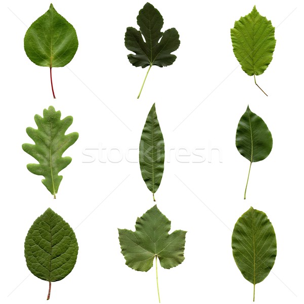 Blätter Collage Baum isoliert weiß Vorderseite Stock foto © claudiodivizia
