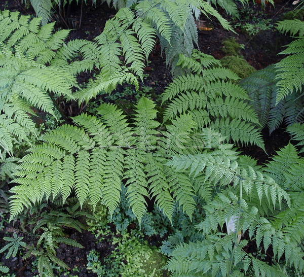 Ferns Stock photo © claudiodivizia