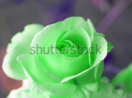 Rosa bouquet rose perenne fiore arbusto Foto d'archivio © claudiodivizia
