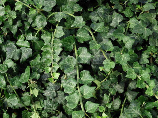Klimop groene planten nuttig plant Stockfoto © claudiodivizia