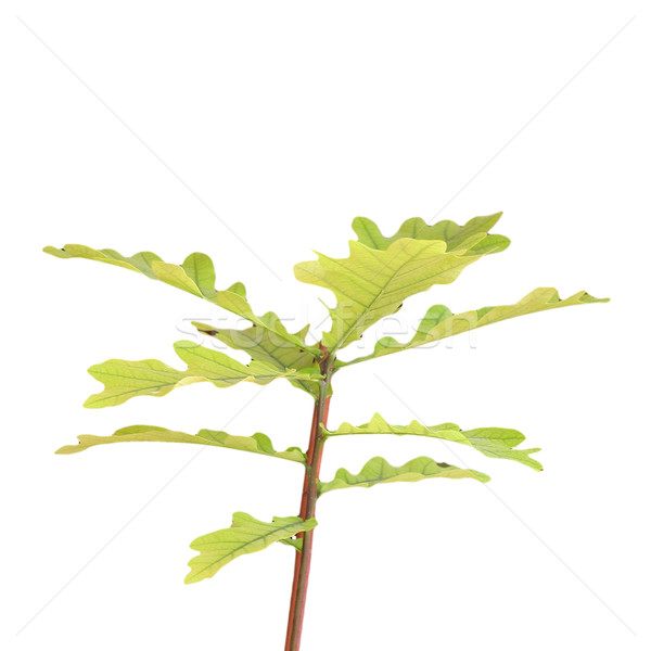 Eiche isoliert weiß Blume Baum Blätter Stock foto © claudiodivizia