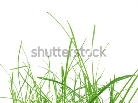 Green grass meadow Stock photo © claudiodivizia