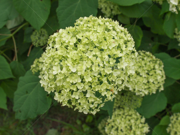 Hortensia flower Stock photo © claudiodivizia