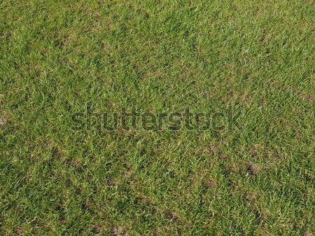 Synthetic grass Stock photo © claudiodivizia