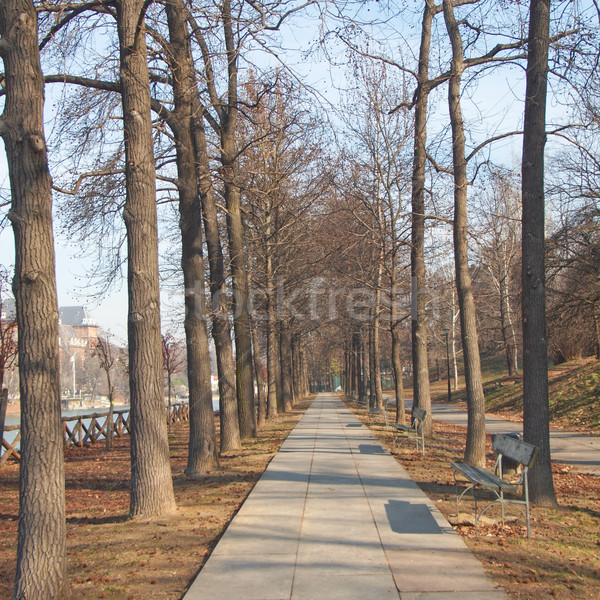 Path among trees Stock photo © claudiodivizia