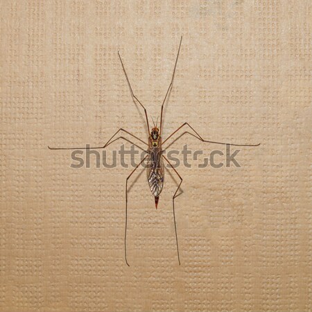 Insectă mic intern perete acasă animal Imagine de stoc © claudiodivizia