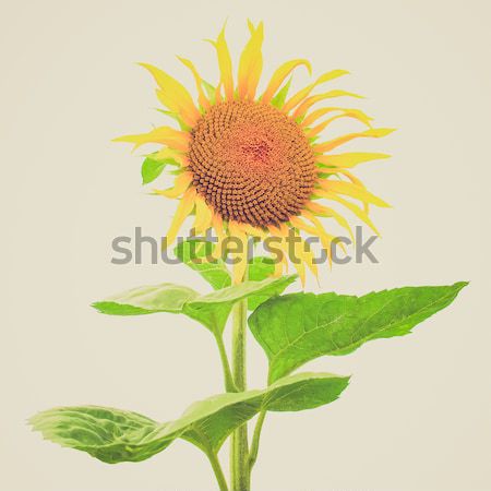 Sunflower flower Stock photo © claudiodivizia