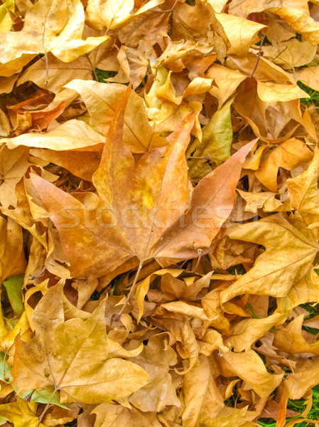 Falling leaves Stock photo © claudiodivizia