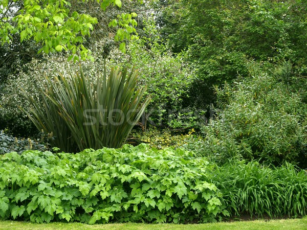 Grün grüne Blätter nützlich Textur Natur Hintergrund Stock foto © claudiodivizia